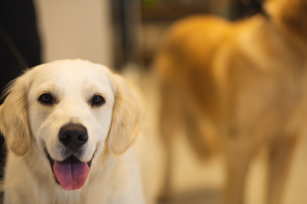 Uśmiechnięty golden retriever, jako pies rasowy musi posiadać rodowód i metrykę.